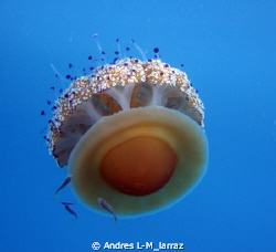 cotylorhiza tuberculata/ Fried egg jelly!!!! by Andres L-M_larraz 